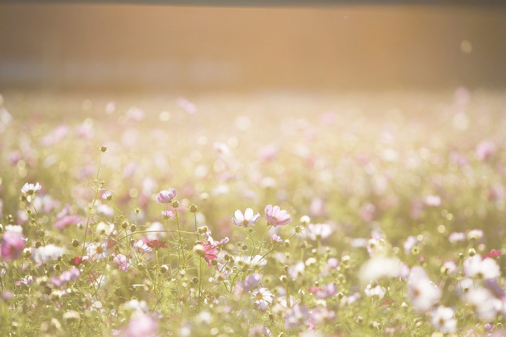 2020 Coronazomer, wat kan wel, wat kan niet?